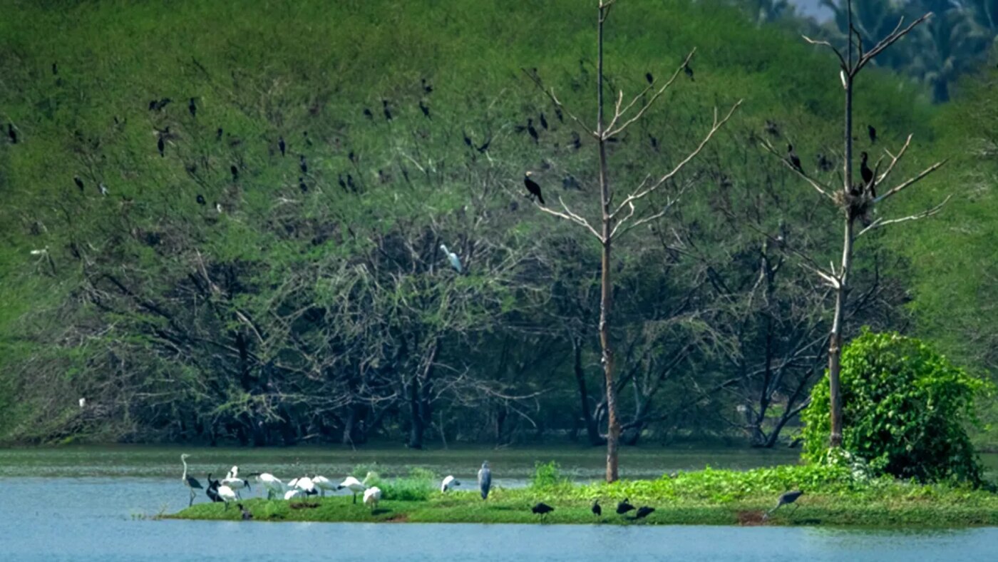 Hotel Lumière — Vellode Bird Sanctuary